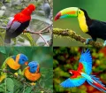 The Manu National Park is also a birdwatcher's paradise: over 1,000 different bird species, about 10% of all bird species worldwide, can be observed here.